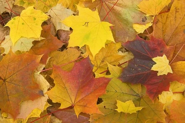 Maple leaves in autumn - Svabian Alb - Baden-Wuerttemberg - Germany
