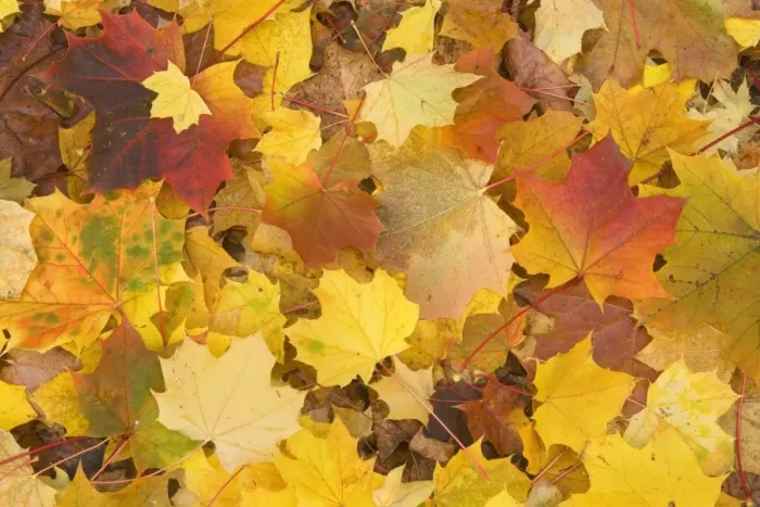 Framed Print : Maple leaves in autumn - Svabian Alb - Baden-Wuerttemberg - Germany Framed Print : Maple leaves in autumn - Svabian Alb - Baden-Wuerttemberg - Germany