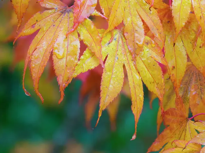 Framed Print : Maple leaves Date: 03-11-2020 Framed Print : Maple leaves Date: 03-11-2020
