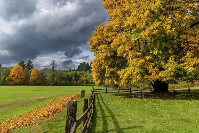 Framed Print : Maple tree and fence at Jewell Meadows Wildlife Area near Jewell, Oregon, USA Date: 22-10-2021 Framed Print : Maple tree and fence at Jewell Meadows Wildlife Area near Jewell, Oregon, USA Date: 22-10-2021