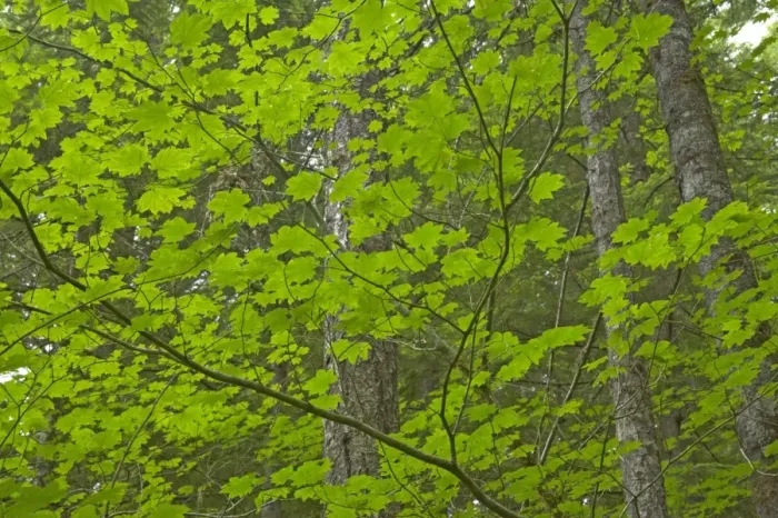 Framed Print : Maple Trees growing as understory in Pine Forest Gifford Pinchet Forest Washington State, USA LA001094 Framed Print : Maple Trees growing as understory in Pine Forest Gifford Pinchet Forest Washington State, USA LA001094
