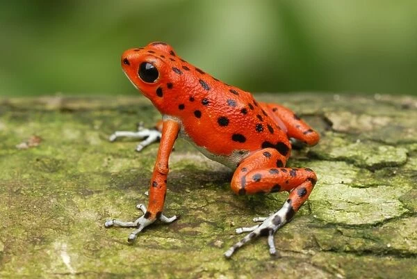 MAR-107. Strawberry Poison Frog Bastimentos National Park #1831879
