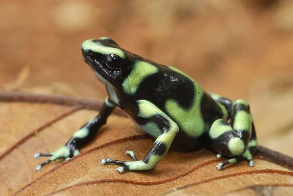MAR-156. Green and Black Poison Frog. Corcovado N.P. Costa Rica