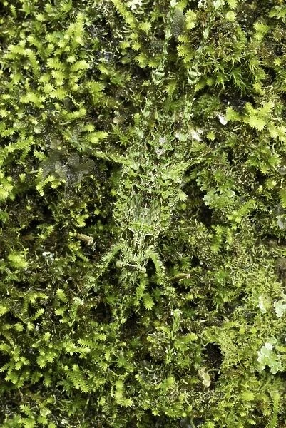 MAR-365. Katydid - camouflaged on moss + lichen. Siquirres, Costa Rica