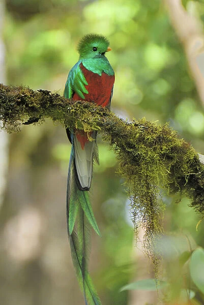 MAR-380. Resplendent Quetzal - male. Cierro La Muerte, Costa Rica
