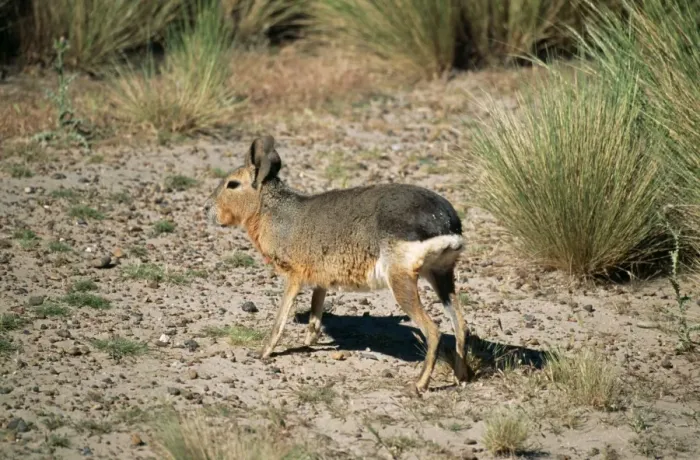 Framed Print : Mara Patagonian Cavy or Hare Framed Print : Mara Patagonian Cavy or Hare
