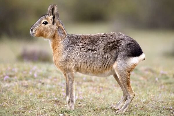 Mara  /  Patagonian Hare - adult Range: Argentina, from Northwestern provinces south into Patagonia Patagonia at the Valdes Peninsula, Province Chubut