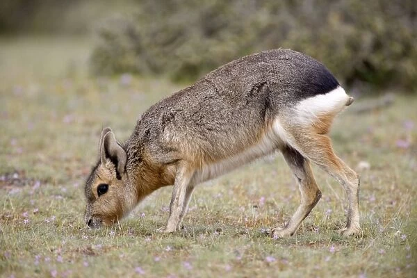 Mara  /  Patagonian Hare - adult Range: Argentina, from Northwestern provinces south into Patagonia Patagonia at the Valdes Peninsula, Province Chubut