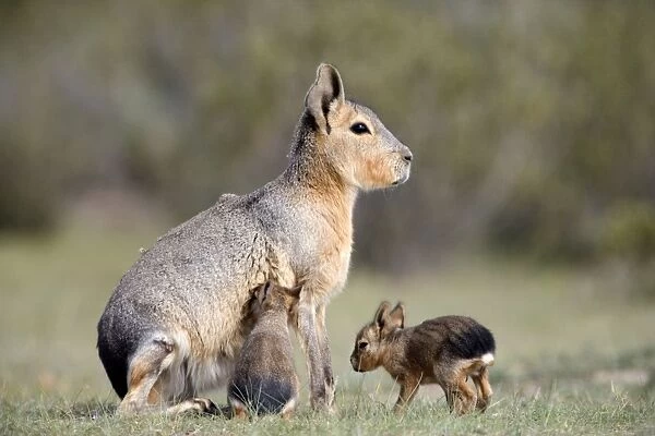 Mara  /  Patagonian Hare - mother and small babies. Range: Argentina, from Northwestern provinces south into Patagonia Patagonia at the Valdes Peninsula, Province Chubut