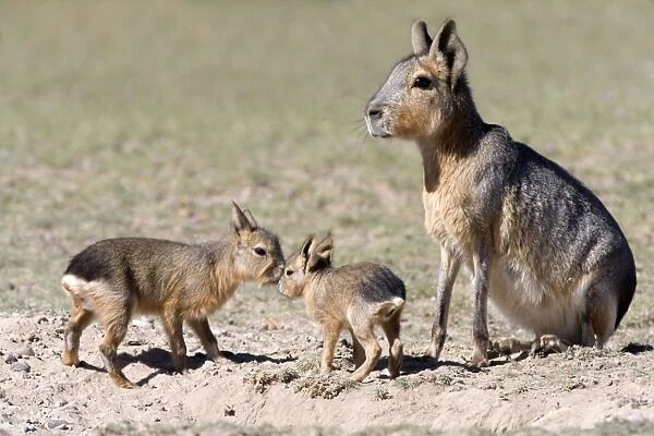 Mara  /  Patagonian Hare - mother and small babies near den. Range: Argentina, from Northwestern provinces south into Patagonia Patagonia at the Valdes Peninsula, Province Chubut