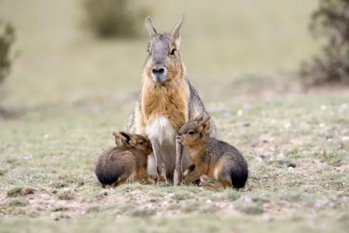 Framed Print : Mara / Patagonian Hare - mother and young babies Range: Argentina, from Northwestern provinces south into Patagonia Patagonia at the Valdes Peninsula, Province Chubut Framed Print : Mara / Patagonian Hare - mother and young babies Range: Argentina, from Northwestern provinces south into Patagonia Patagonia at the Valdes Peninsula, Province Chubut