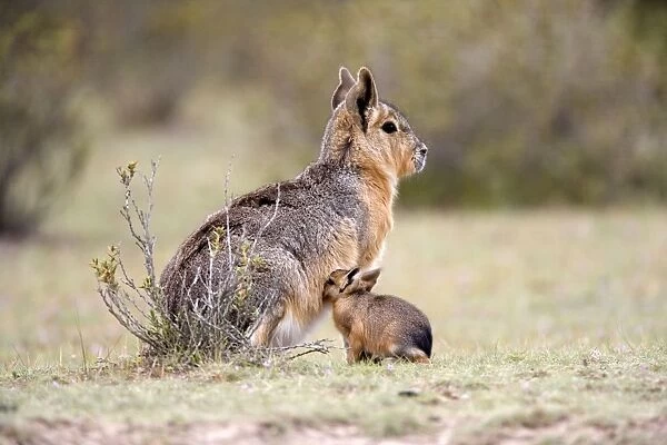 Mara  /  Patagonian Hare - mother and young baby Range: Argentina, from Northwestern provinces south into Patagonia Patagonia at the Valdes Peninsula, Province Chubut