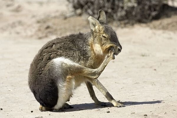MARA  /  Patagonian Hare  /  Patagonian Cavy - grooming Range: Argentina, west - central Provinces and Patagonia. Photographed in Chubut Province