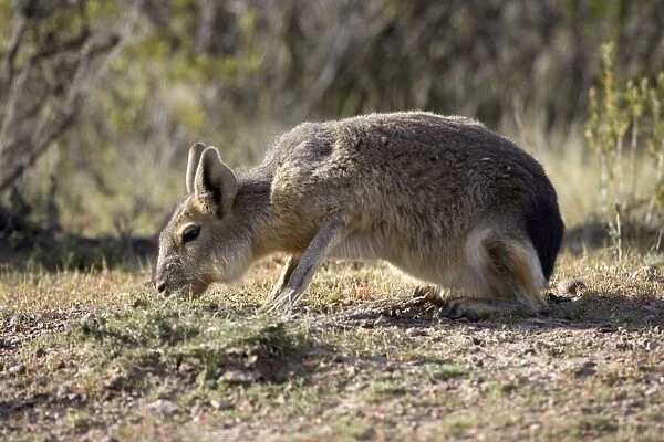 MARA  /  Patagonian Hare  /  Patagonian Cavy - feeding Range: Argentina, west - central Provinces and Patagonia. Photographed in Chubut Province
