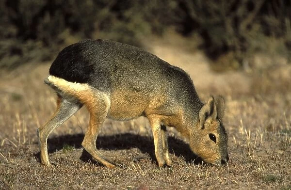MARA  /  Patagonian Hare  /  Patagonian Cavy Range: Argentina, west - central Provinces and Patagonia. Photographed in Chubut Province