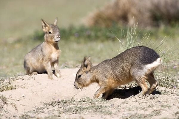 MARA  /  Patagonian Hare  /  Patagonian Cavy - young at dens entrance
