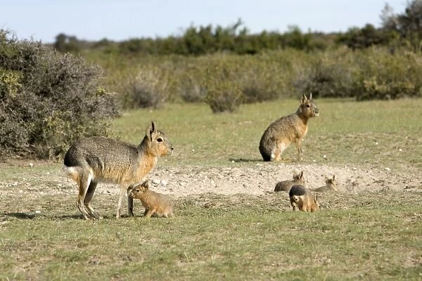 Mara  /  Patagonian Hare Range: Argentina, from Northwestern provinces south into Patagonia. Photo shows a denning area with adults and youngs. Valdes Peninsula, Province Chubut, Patagonia
