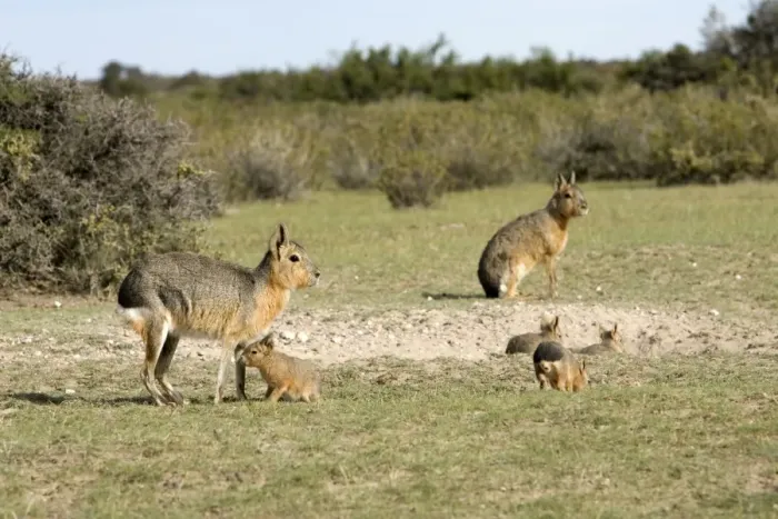 Framed Print : Mara / Patagonian Hare Range: Argentina, from Northwestern provinces south into Patagonia. Photo shows a denning area with adults and youngs. Valdes Peninsula, Province Chubut, Patagonia Framed Print : Mara / Patagonian Hare Range: Argentina, from Northwestern provinces south into Patagonia. Photo shows a denning area with adults and youngs. Valdes Peninsula, Province Chubut, Patagonia