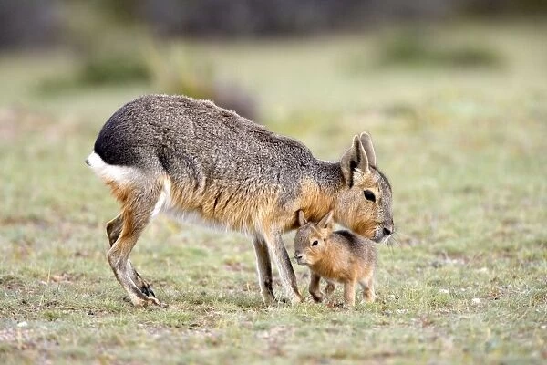 Mara  /  Patagonian Hare Range: Argentina, from Northwestern provinces south into Patagonia Patagonia at the Valdes Peninsula, Province Chubut
