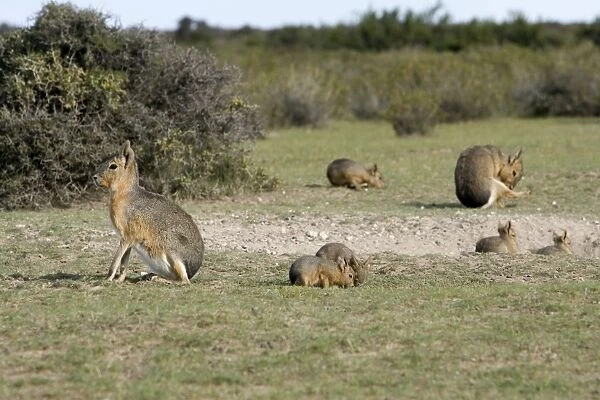 Mara  /  Patagonian Hare - shows a denning area with adults and youngs. Range: Argentina, from Northwestern provinces south into Patagonia. Valdes Peninsula, Province Chubut, Patagonia