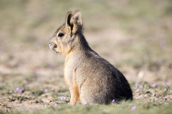 Mara  /  Patagonian Hare - young Range: Argentina, from Northwestern provinces south into Patagonia Patagonia at the Valdes Peninsula, Province Chubut