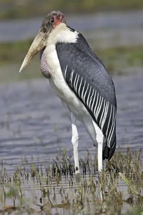 Framed Print : Marabou Stork Framed Print : Marabou Stork