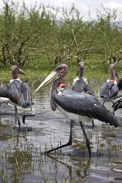 Marabou Stork. Arsi Region - Ethiopia