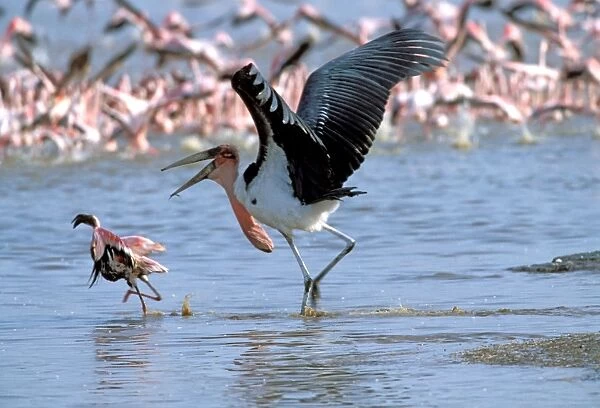 Marabou Stork - attacking flamingo (Phoenicopterus minor). Lake Bogaria - Kenya - Africa