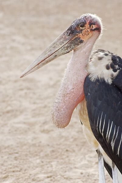Marabou Stork - crop full after scavenging