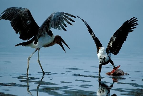 Marabou Stork & Eagle fighting over fish