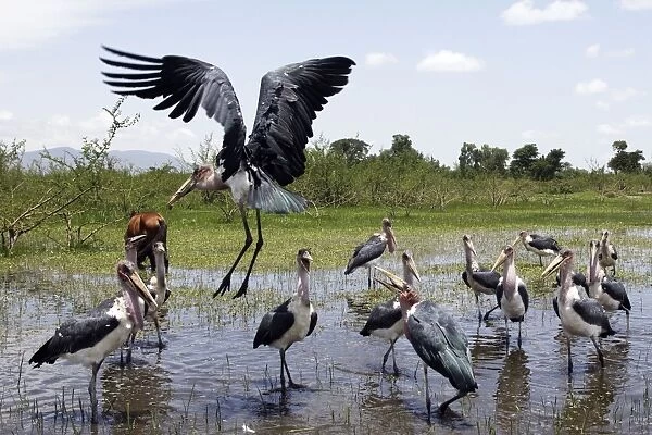 Marabou Stork - eating pieces of tilapia and cat fish. Ethiopia