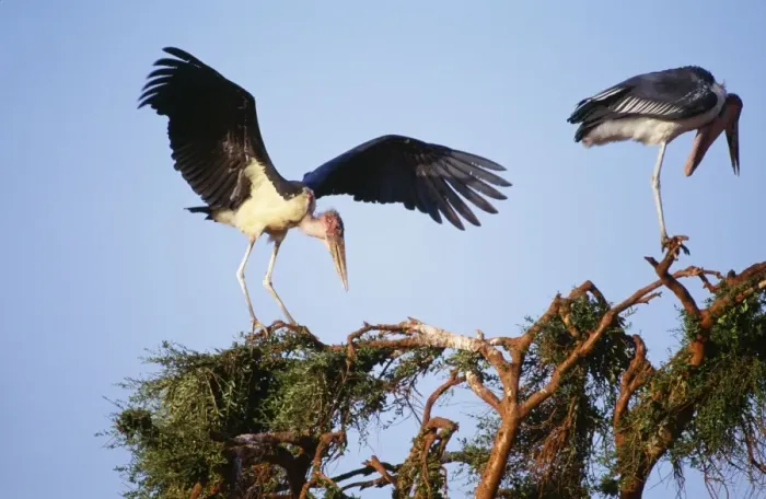 Framed Print : Marabou Stork FL 215 Kenya Leptoptilos crumeniforus © Ferrero-Labat / ARDEA LONDON Framed Print : Marabou Stork FL 215 Kenya Leptoptilos crumeniforus © Ferrero-Labat / ARDEA LONDON