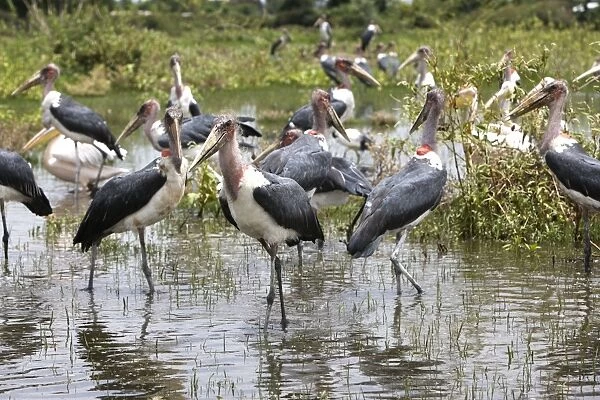 Marabou Stork - group in water. Ethiopia