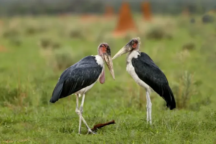 Framed Print : Marabou Stork Namibia Framed Print : Marabou Stork Namibia