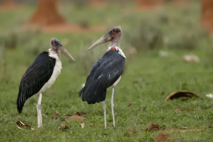 Framed Print : Marabou Stork Namibia Framed Print : Marabou Stork Namibia