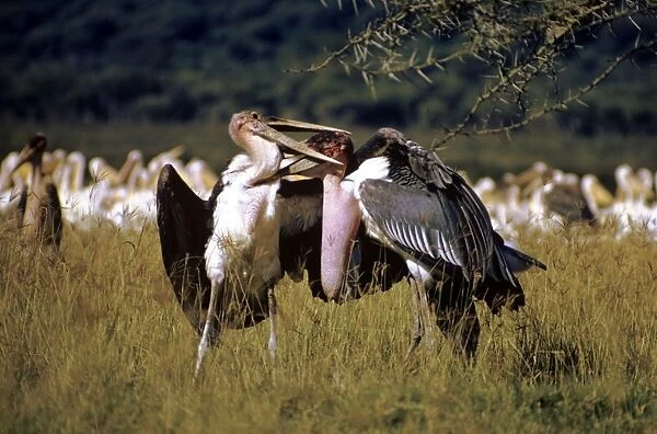 Marabou Storks - fighting