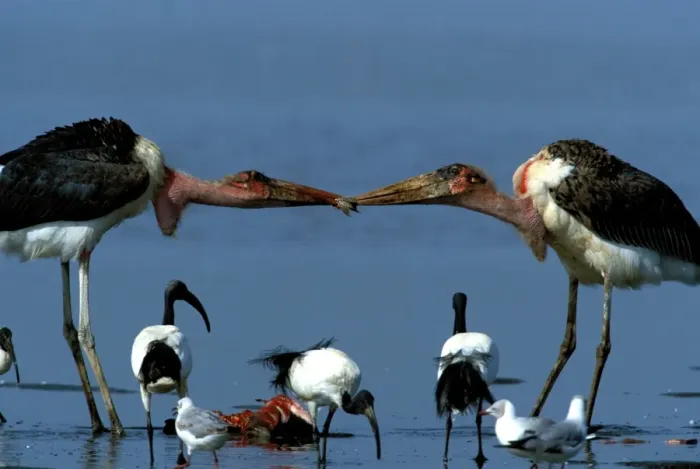 Framed Print : Marabou Storks - two fighting over prey Framed Print : Marabou Storks - two fighting over prey