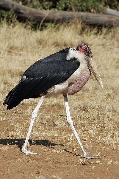 Marabout. WAT-9108. Marabou Stork. Kenya - Africa