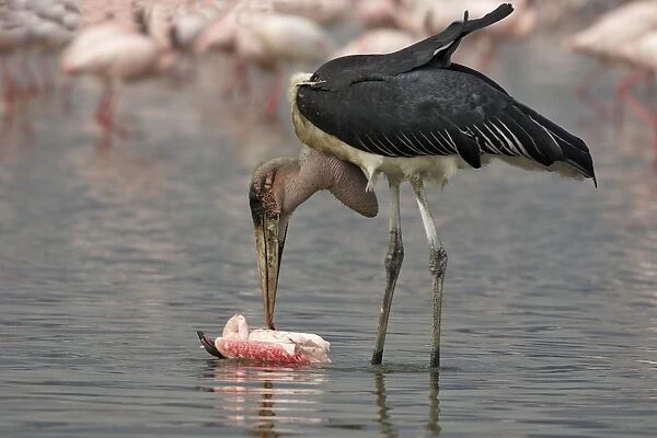 Marabout. WAT-9111. Marabou Stork - eating flamingo