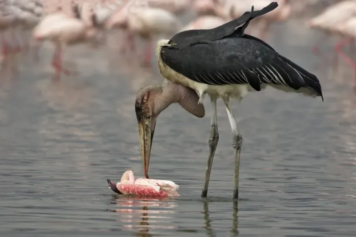 Framed Print : Marabout. WAT-9111. Marabou Stork - eating flamingo Framed Print : Marabout. WAT-9111. Marabou Stork - eating flamingo