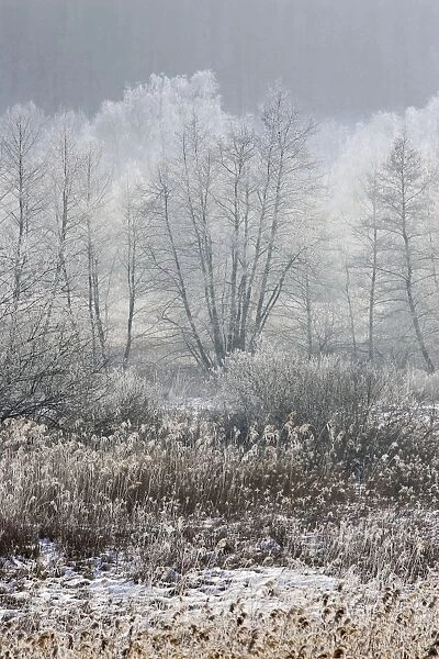 Marais de Chirens en hiver fevrier Isere France