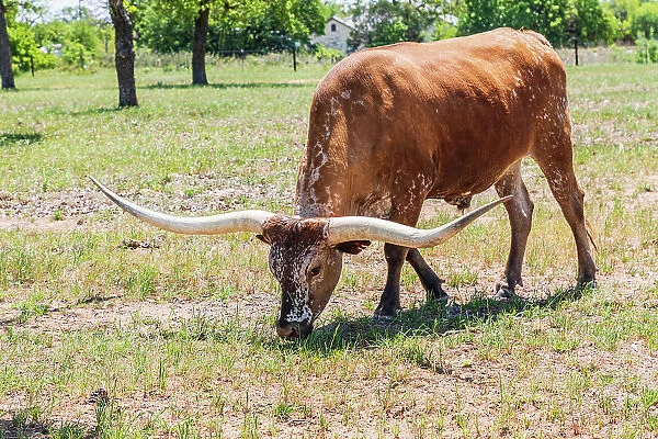 Marble Falls, Texas, USA. Longhorn cattle in the Texas Hill Country. Date: 10-04-2021