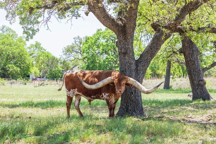 Framed Print : Marble Falls, Texas, USA. Longhorn cattle in the Texas Hill Country. Date: 10-04-2021 Framed Print : Marble Falls, Texas, USA. Longhorn cattle in the Texas Hill Country. Date: 10-04-2021