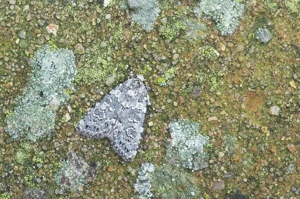 Marbled Beauty Moth - Essex, UK IN000683
