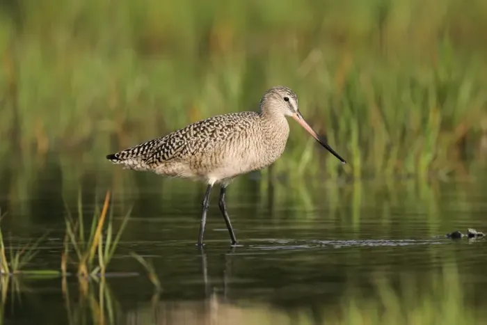 Framed Print : Marbled Godwit Framed Print : Marbled Godwit