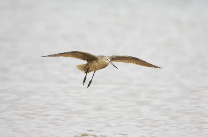 Framed Print : Marbled Godwit - In flight. Fort de Soto, florida, USA BI001897 Framed Print : Marbled Godwit - In flight. Fort de Soto, florida, USA BI001897