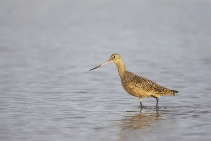 Framed Print : Marbled Godwit. Fort de Soto, florida, USA BI001901 Framed Print : Marbled Godwit. Fort de Soto, florida, USA BI001901