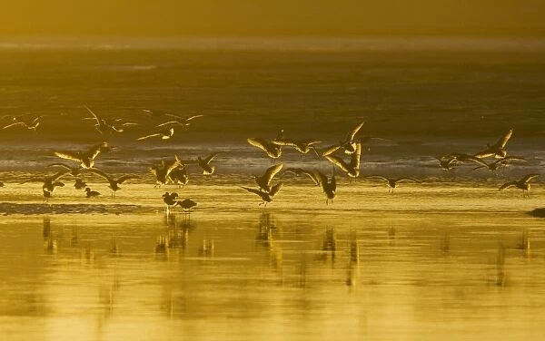 Marbled Godwits - coming in to feed, at sunset, California, United States