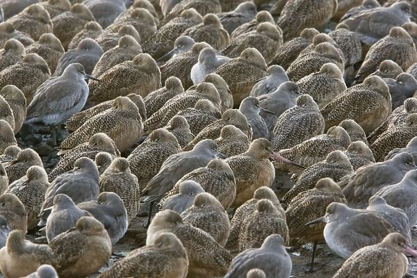 Marbled Godwits and Willets - High tide roost - winter evening, Bodega Bay, north California