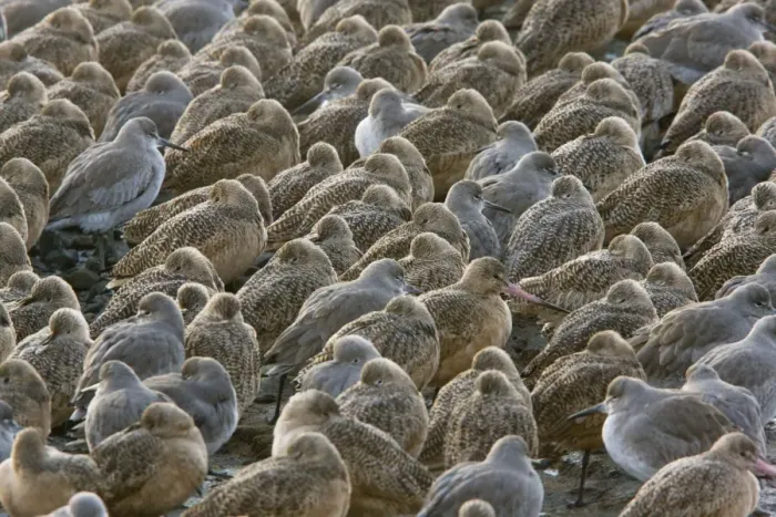 Framed Print : Marbled Godwits and Willets - High tide roost - winter evening, Bodega Bay, north California Framed Print : Marbled Godwits and Willets - High tide roost - winter evening, Bodega Bay, north California